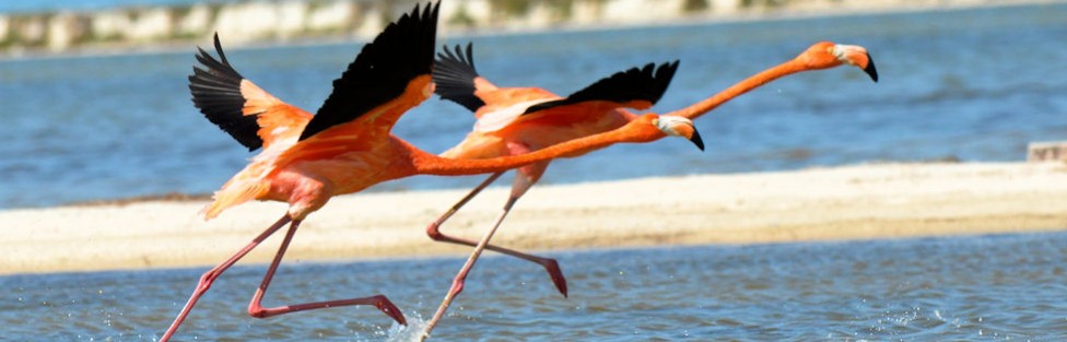 Mexiko Rio Lagartos: Der Wasserlauf der rosa Flamingos