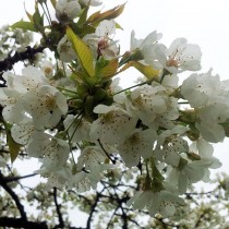 unterwegsunddaheim.de-kirschblüte1