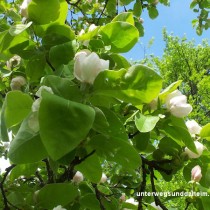 unterwegsunddaheim.de_frühling1