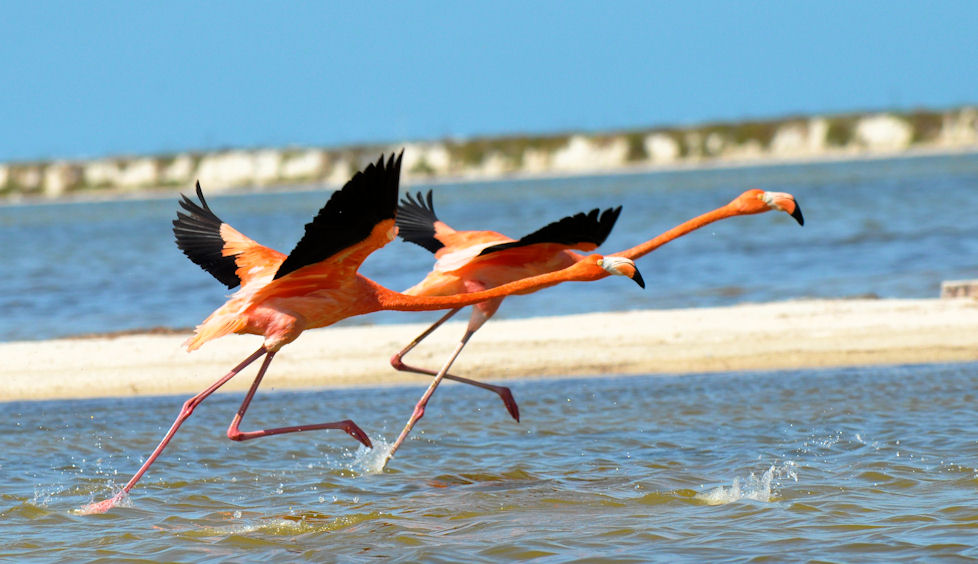 Der Wasserlauf der rosa Flamingos in Mexiko