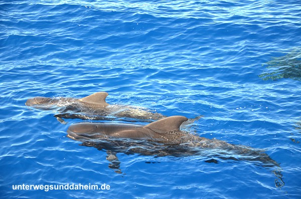 wale & delfine auf La Gomera - unterwegsunddaheim.de