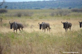 Safari im Tarangire Nationalpark in Tansania