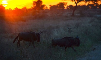 Große Tierwanderung Serengeti