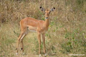 Safari im Tarangire Nationalpark Tansania