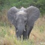 Video: Safari im Tarangire Nationalpark in Tansania