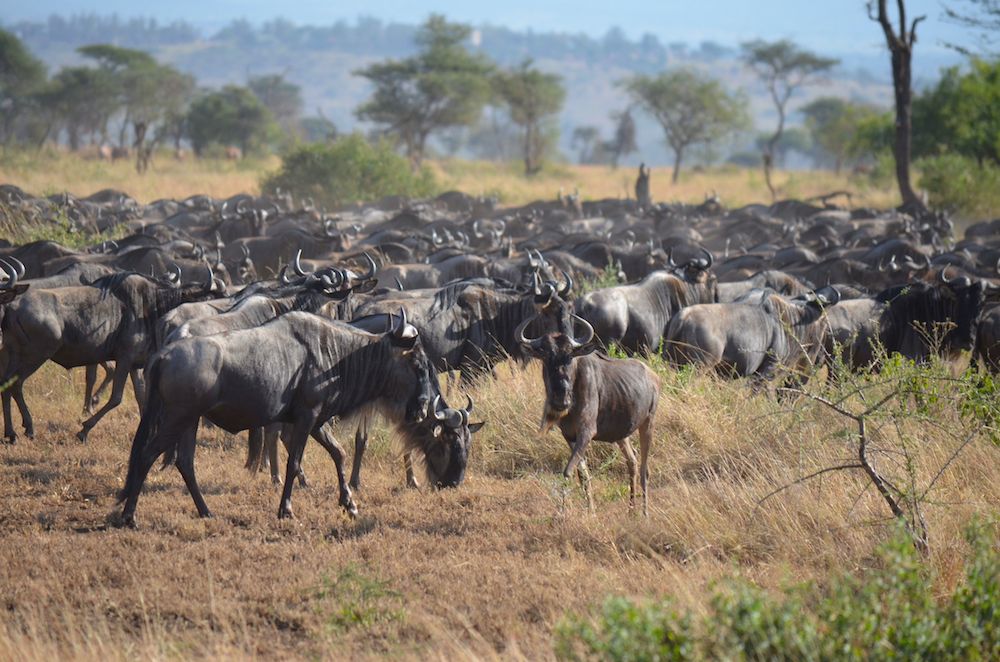 Die Große Tierwanderung in der Serengeti in Tansania - Gnuwanderung Zebrawanderung