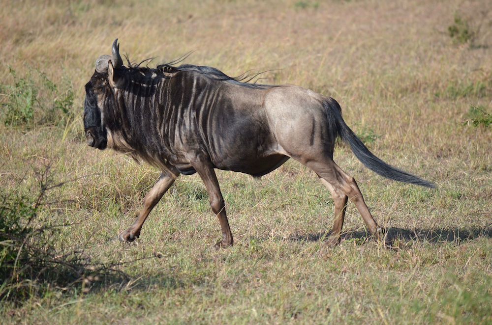 Die Große Tierwanderung in der Serengeti in Tansania - Gnuwanderung Zebrawanderung