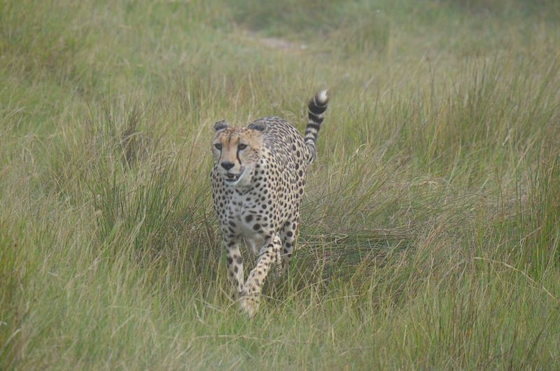 Safari in der Serengeti Nationalpark