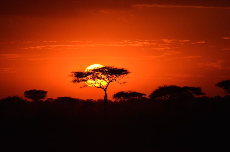 Safari in der Serengeti Nationalpark