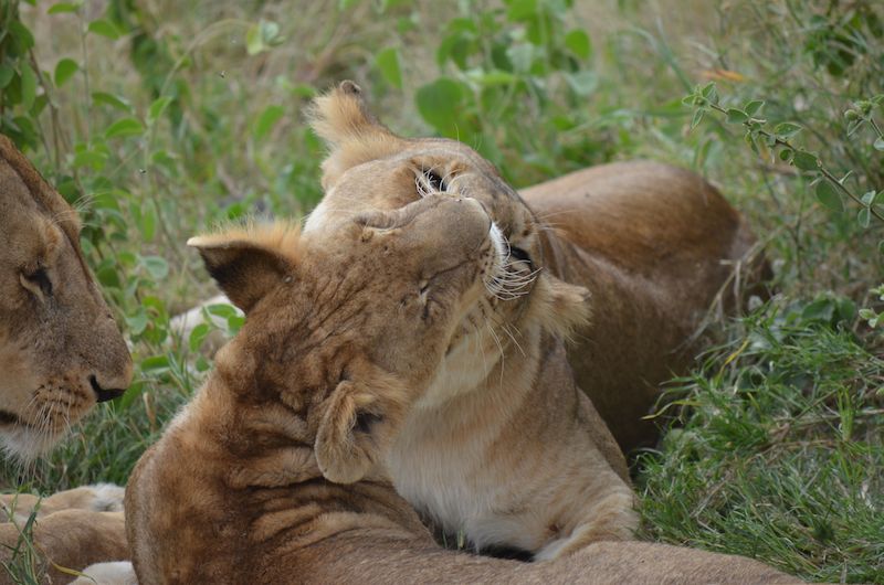 Safari in der Serengeti Nationalpark - Löwen