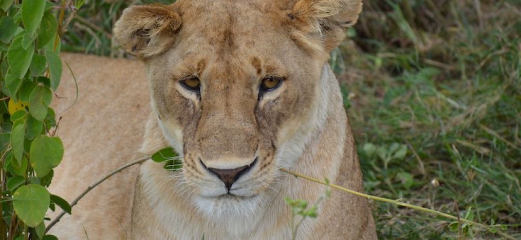 Safari in der Serengeti Nationalpark - Löwen
