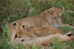 Safari in der Serengeti