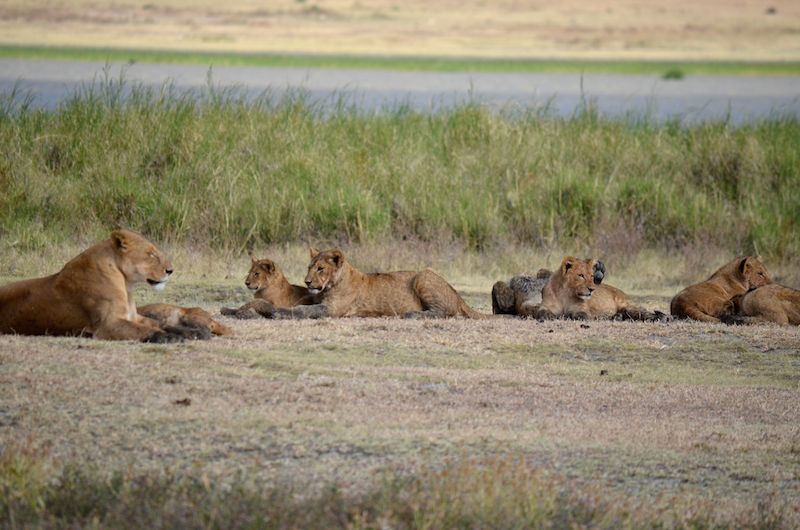 Safari im Ngorongoro Krater Tansania