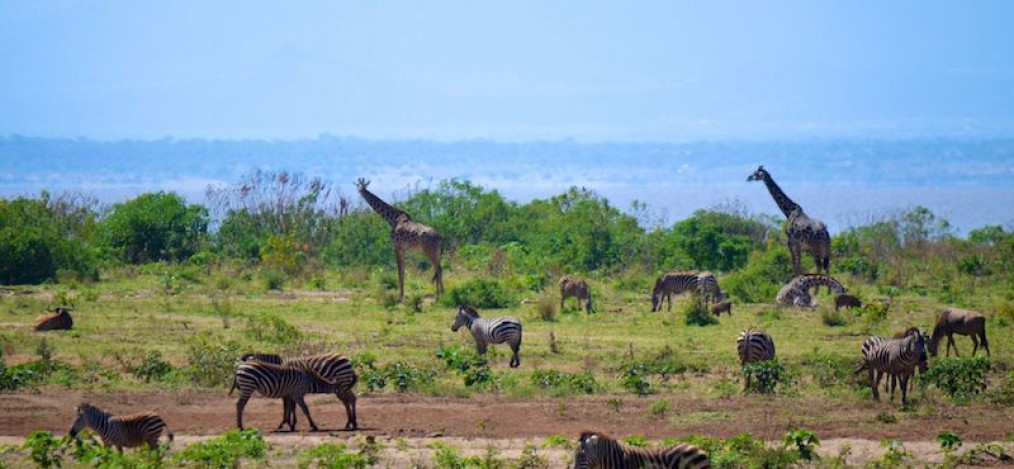 Safari im Lake Manyara Tansania