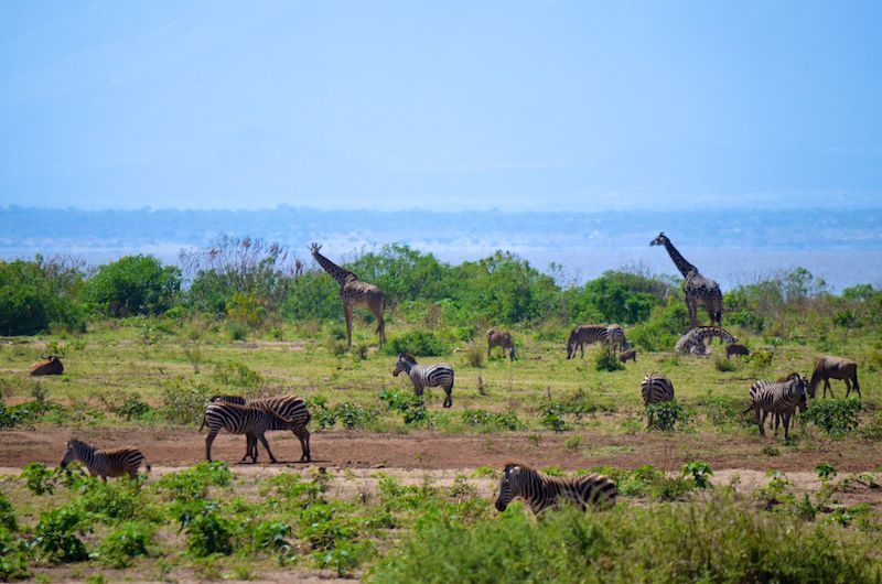Safari im Lake Manyara Tansania