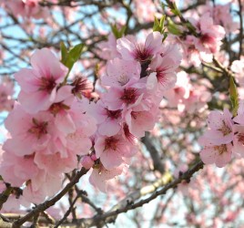 Mandelblütenfest in Gimmeldingen in der Pfalz