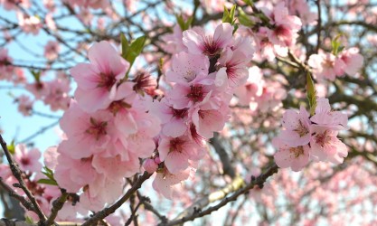 Mandelblütenfest in Gimmeldingen in der Pfalz