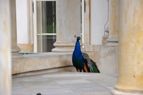 Städtetrip Warschau Lazienki Park Warschau