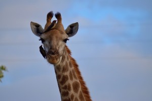 Krüger Nationalpark Südafrika