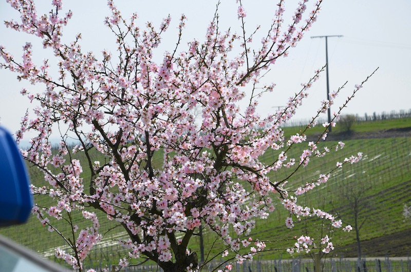 Mandelblüte in der Pfalz - Maikammer