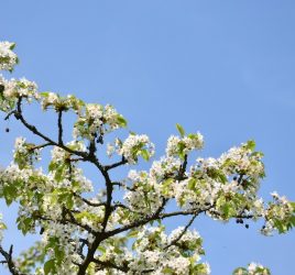 Kirschblüten Wanderung von Frauenstein zu Schloss Biebrich