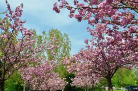Kirschblüten Wanderung von Frauenstein zu Schloss Biebrich