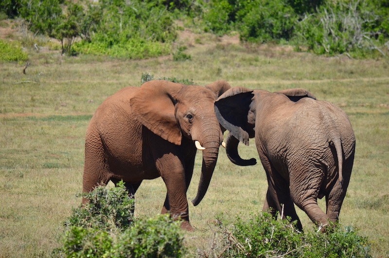 Addo Elephant Park Südafrika