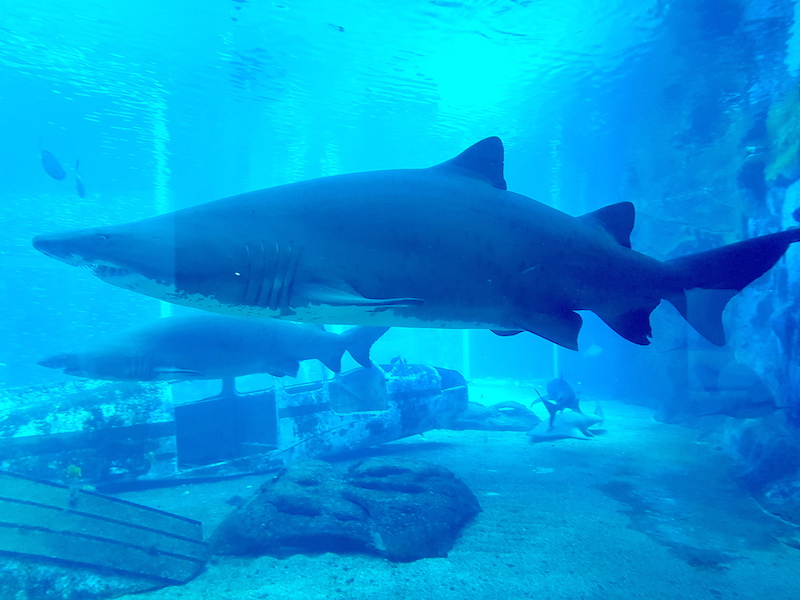 ushaka Aquarium Durban