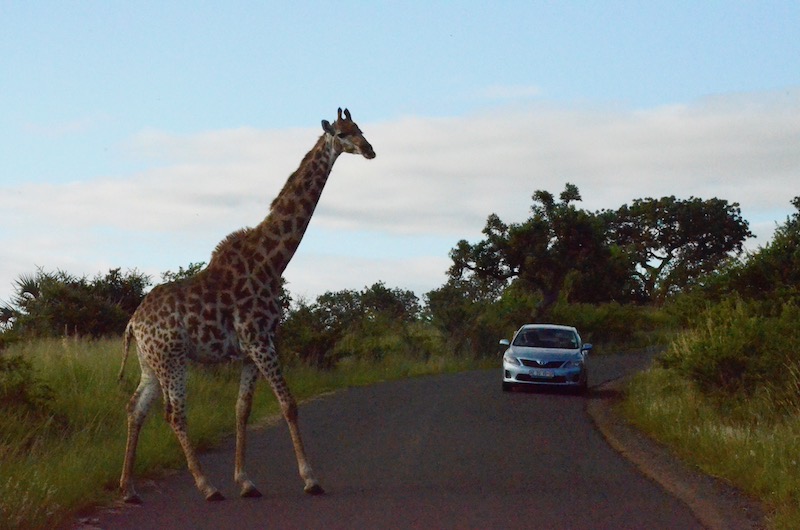 Safari im Hluhluwe-iMfolozi-Park in Südafrika