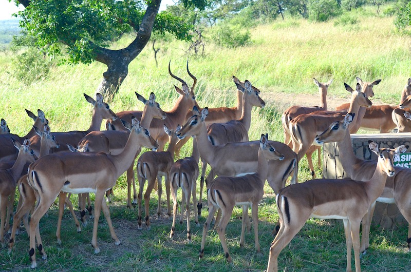 Safari im Hluhluwe-iMfolozi-Park in Südafrika