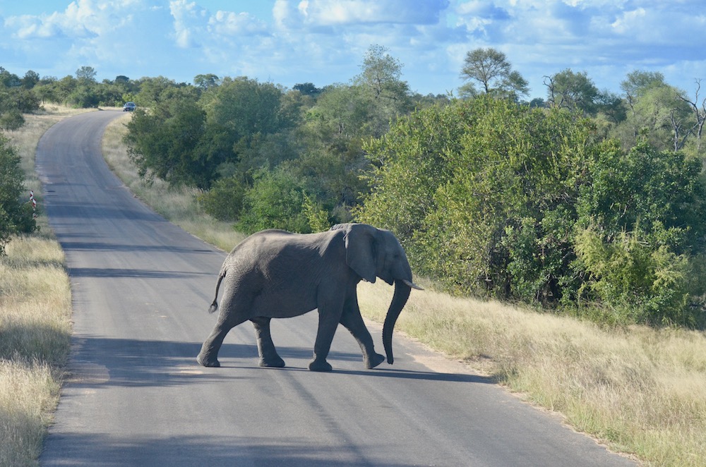 Safari im Krüger Nationalpark Südafrika