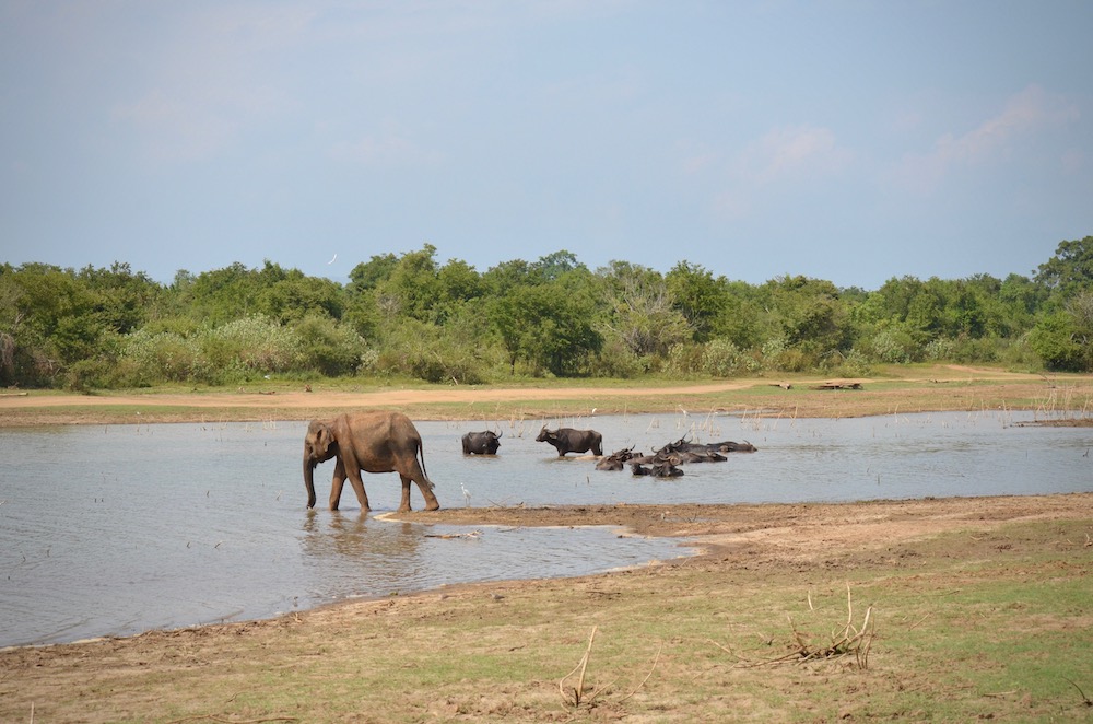 Udawale Nationalpark Safari