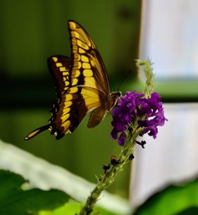 Butterfly Garden Monteverde
