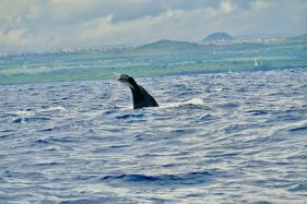 Wale & Delfine auf Mauritius beobachten