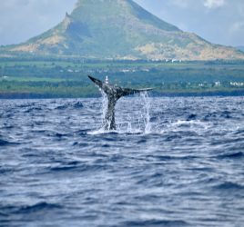 Wale & Delfine auf Mauritius beobachten