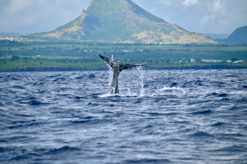Wale & Delfine auf Mauritius beobachten – wie nachhaltig ist das?