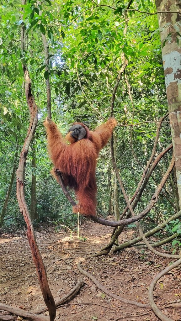 Orang Utans Sumatra