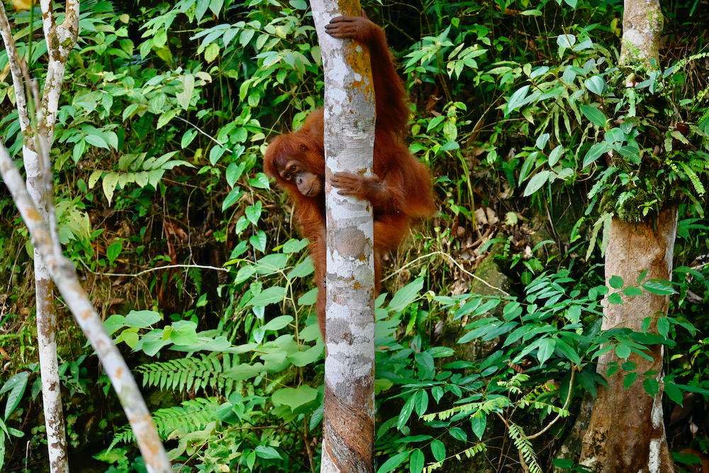 Orang Utans Sumatra