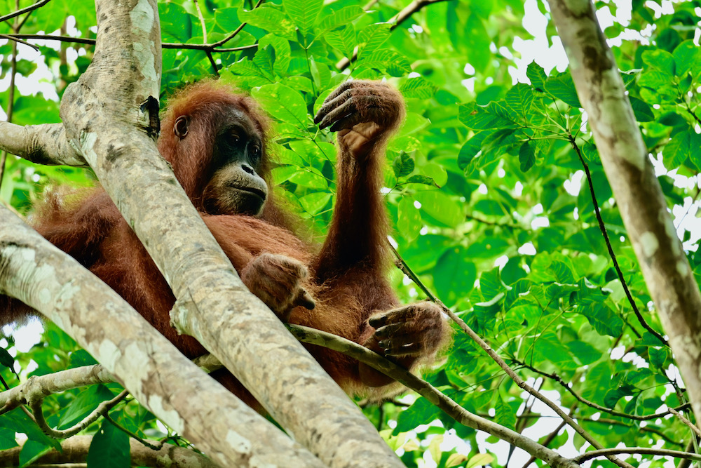 Orang Utans Sumatra