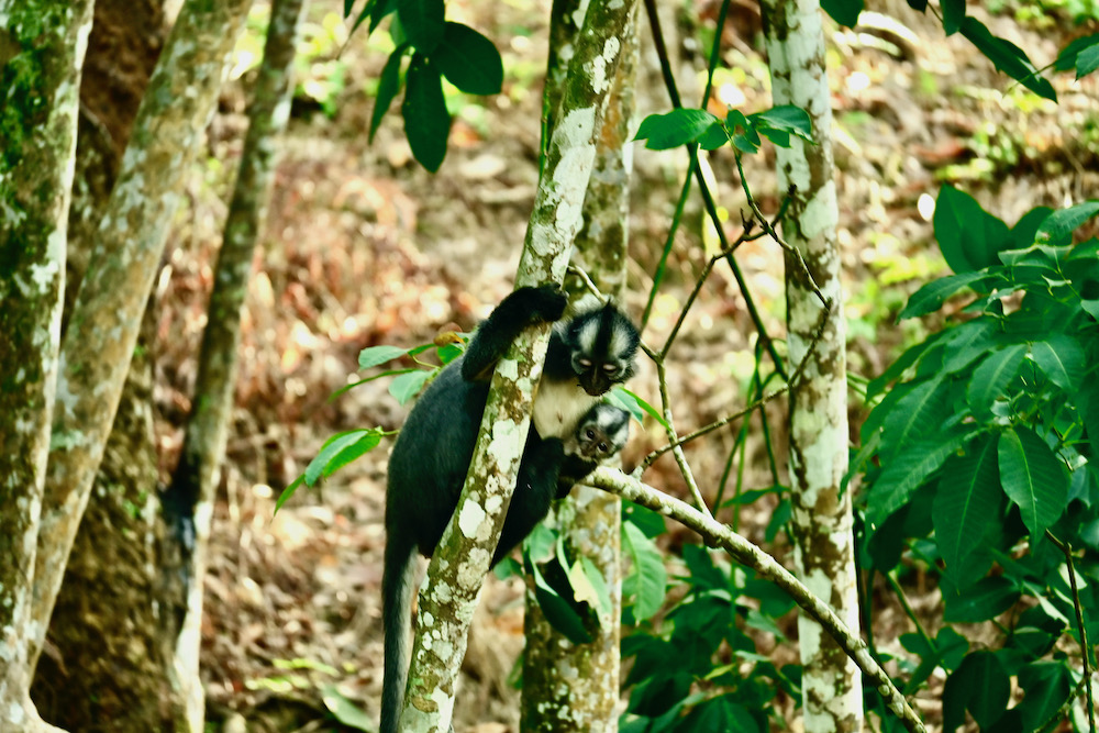 Thomas Leaf Monkey Sumatra