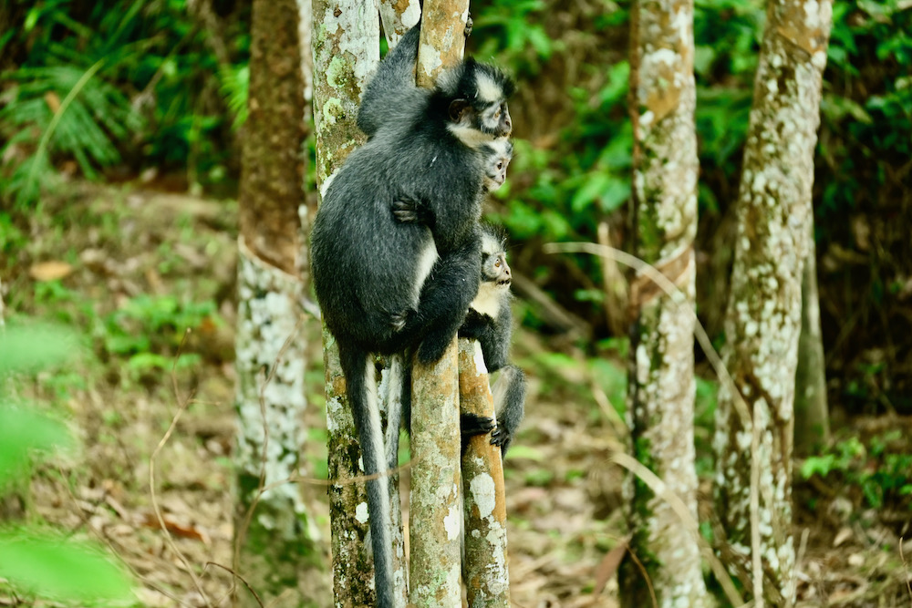 Thomas Leaf Monkey Sumatra