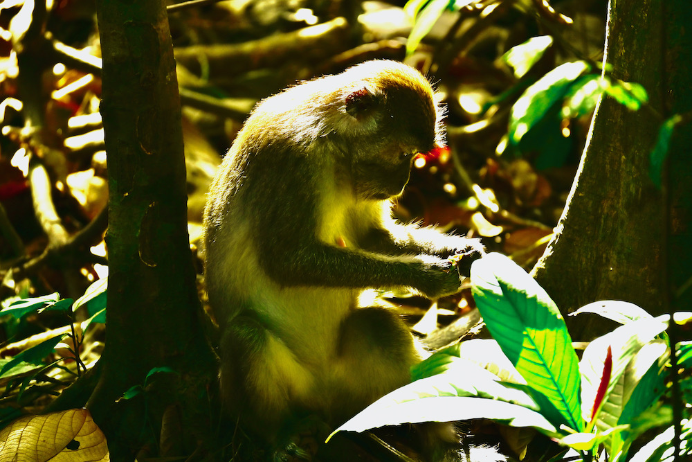 Dschungeltrekking Sumatra