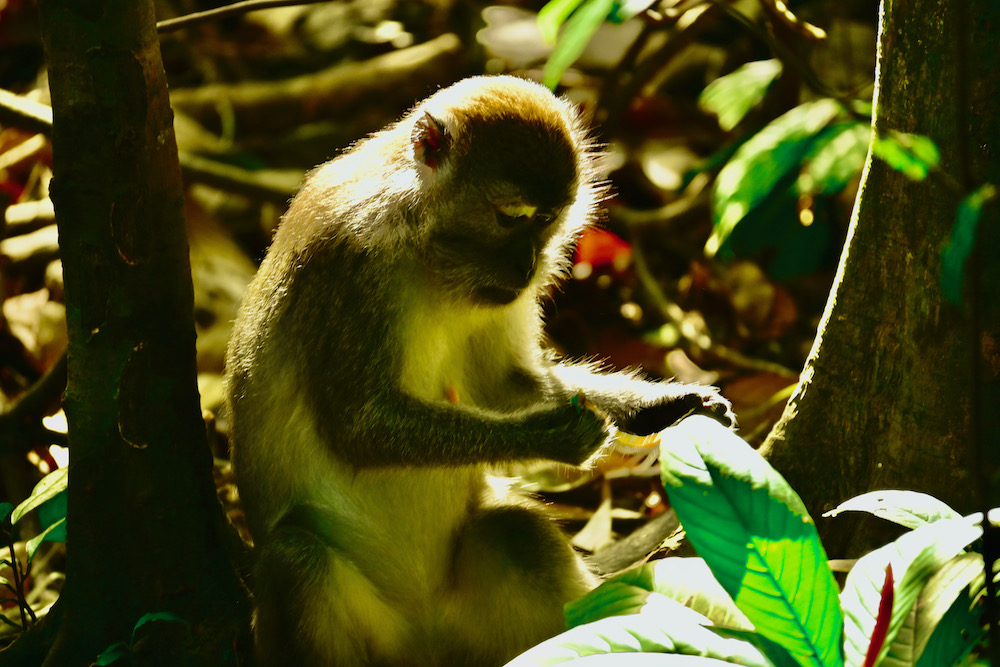 Dschungeltrekking Sumatra