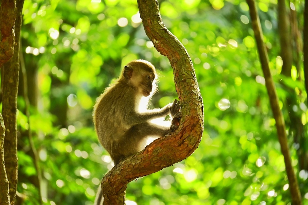 Dschungeltrekking Sumatra