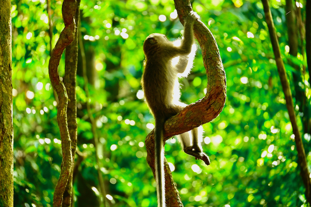 Gunung Leuser Nationalpark Sumatra
