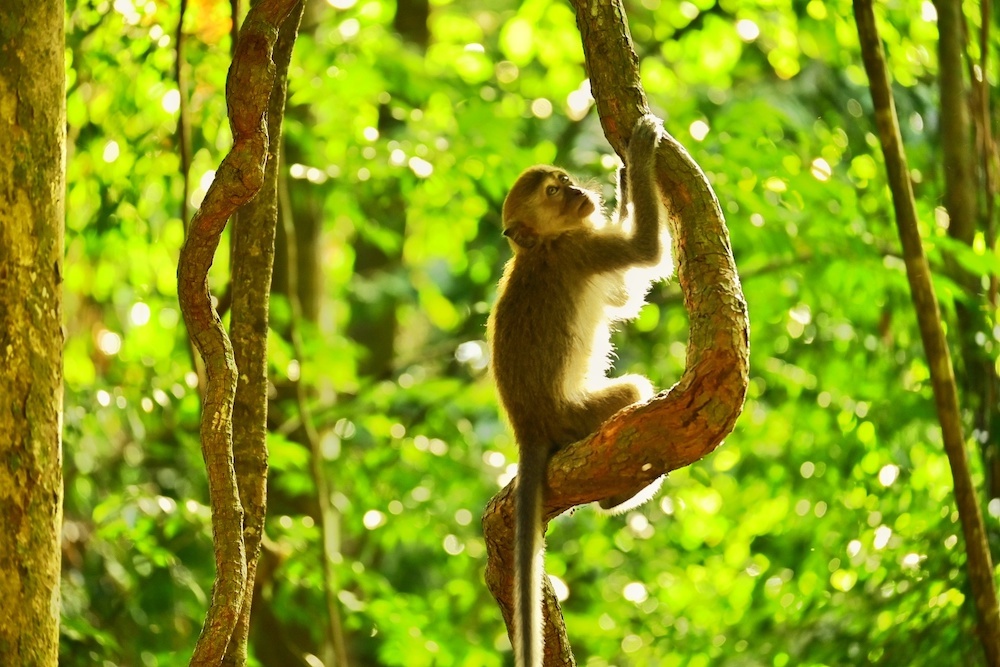 Gunung Leuser Nationalpark Sumatra