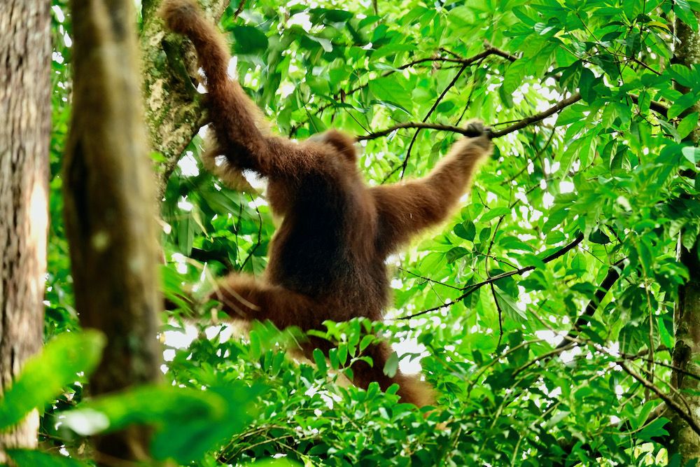Orang Utans Sumatra