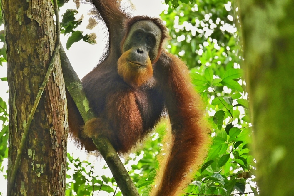 Orang Utans Sumatra