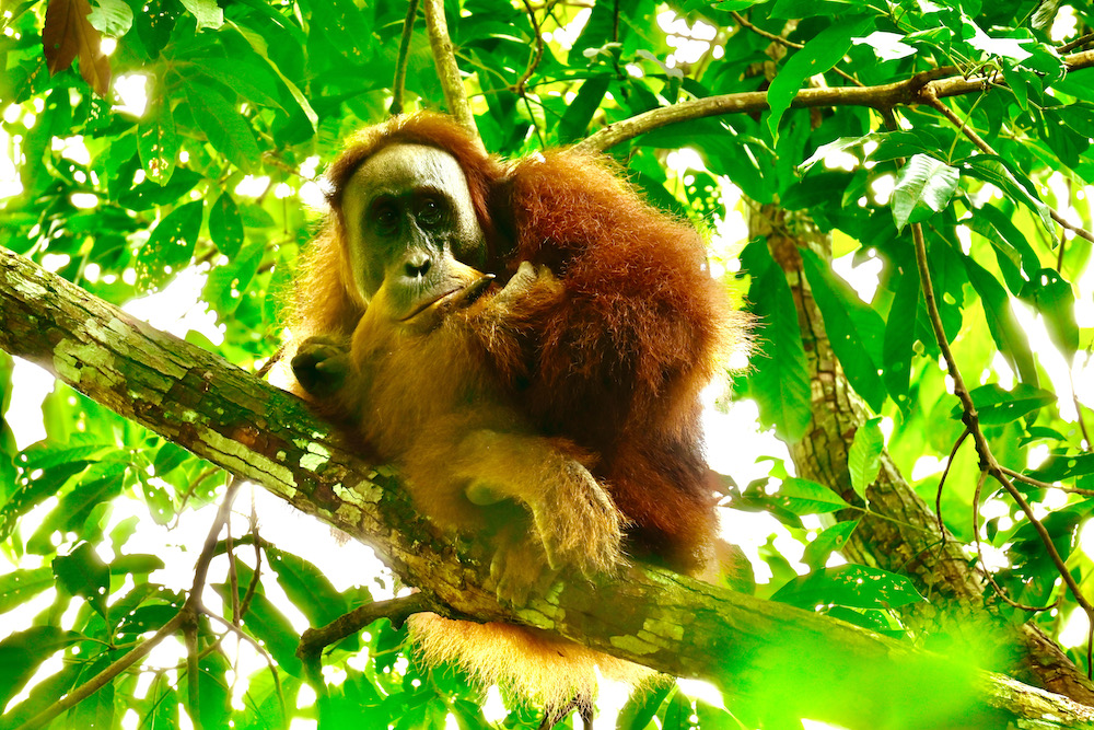 Orang Utans Sumatra