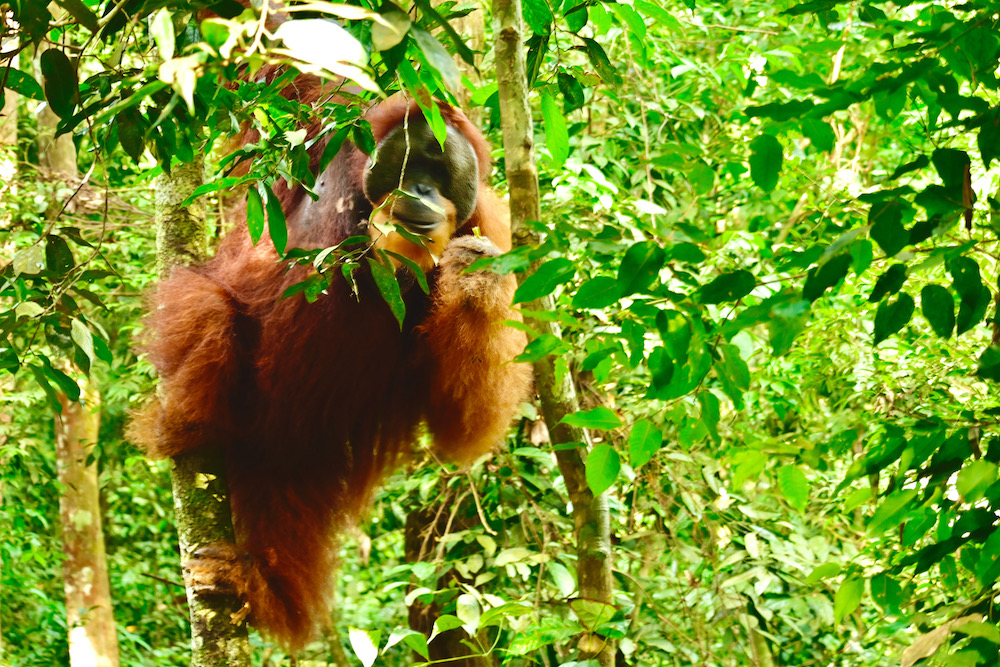 Orang Utans Sumatra